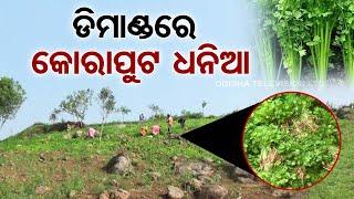 Special Story: Koraput Farmers Reap Smiles with Profitable Coriander Cultivation