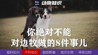 你绝对不能对边牧做的8件事儿！