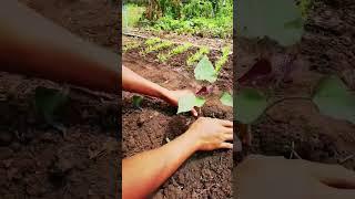 how to grow sweet potatoes from scratch easy gardener #homestead #farming