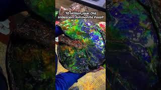 Iridescent Ammonite Fossil   