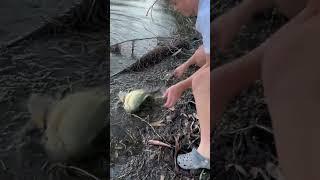 The double release!