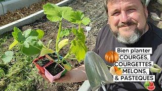 Comment bien planter COURGETTES, COURGES , MELONS  & PASTEQUES  (puis réussir leur culture)『TUTO』