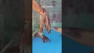 반갑다 오징어야