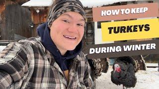 Turkey Winter Care | How to keep Turkeys during Winter