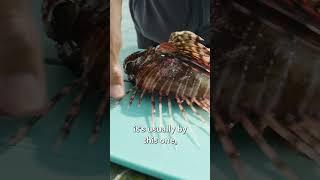 How to Eat Venomous Lionfish #shorts