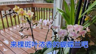 Sophie's Garden 来棵斑叶浓香的蝴蝶兰吧 Phal. Long Pride Leah & Phal. Pinlong Cheris