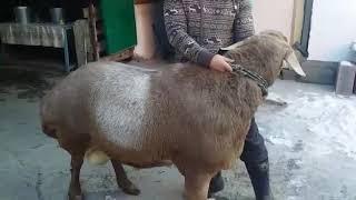 Гиссарские баран. Кличка Алигатор