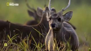 Wild Asia: El Lejano Oriente | Nat Geo Wild