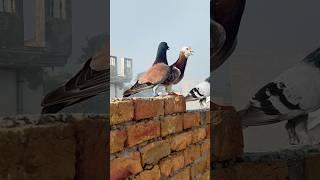 Top pigeon in world ️||kabutar ki video ️||pigeon shorts #shorts