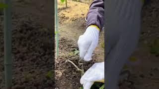 easy and smart techniques for planting tomatoes  - agriculture - farming #shorts
