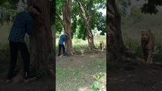 tiger attack me #shorts #youtube #youtubeshorts #trending #youtube