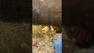 Local Guinea  pigs.