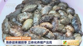 [三农长短说]江河湖海食鲜季 辽宁大连 海参迎来捕捞季 立体化养殖产出高 | 农业致富经 Agriculture And Farming