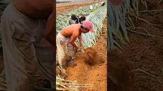 Harvesting green onions from a field
