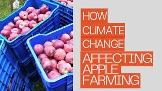 How Climate Change is Affecting Apple Cultivation in Shimla???