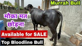 22 KG milk murrah buffalo son - Murrah bull available for sale, Murrah Buffalo farm in haryana