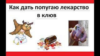 Как дать лекарство попугаю в клюв (волнистый попугай)