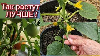 УДАЛЯЮ-плоды и пасынки ! Как получить мощный урожай огурцов с самого начала?