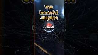 The Immortal Jellyfish: Nature’s Real Life Reincarnation