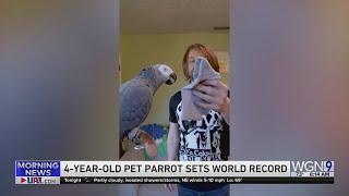 Pet Parrot Sets World Record