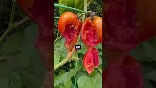 Фитофтора или Вершинка? Определяем по фото!  #помидор#огороднаподоконнике #дача