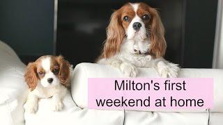 Puppy's first weekend at home | Herky & Milton | Cavalier King Charles Spaniel