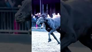 #horse #horselover Shocking Horse Behaviors You Never Knew!