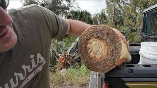 Swamp Cabbage! How to Eat The Inside Of a Palm Tree With Wild Pigeons!