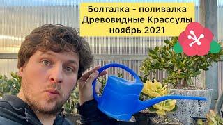 Как правильно поливать древовидные Крассулы денежные деревья. Болтаем и поливаем цветы в оранжерее