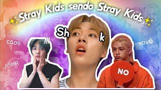 Stray Kids sendo Stray Kids (tente não rir)| especial 40K