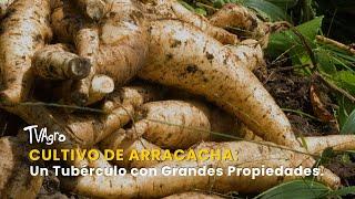 Cultivo de Arracacha: Un Tubérculo con Grandes Propiedades - TvAgro por Juan Gonzalo Angel