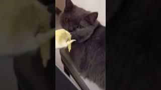 #고양이 #cat #kitten