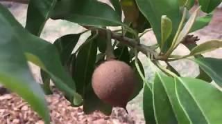 How to Pollinate Sapodilla: Update 11-6-2017