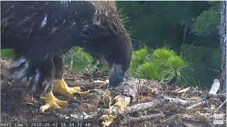 AEF NEFl Romy Casting and eating a Pellet