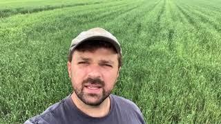 Tour of Cover Crops for Reduced Tillage Trials on Muck Soil, Part 1