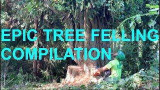 Epic Tree Felling Compilation!