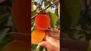 Oddly satisfying #fruits #vegetable #Agriculture 4