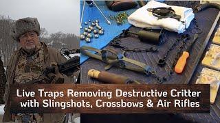 Live Traps Removing Destructive Critter with Slingshots, Crossbows & Air Rifles