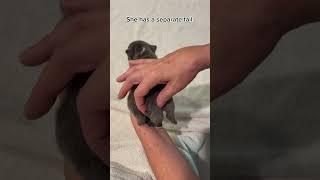 She has 5 legs.  #frenchbulldog #puppy #adopt #frenchie #frenchies #animals