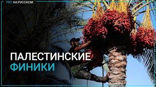 Как палестинские фермеры собирают финики