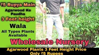 AGARWOOD PLANT / CHEAPEST PRICE WHOLESALE NURSERY