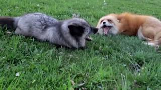 Foxes chatting