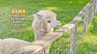 ASMR 언제나 느긋해, 초원 위의 알파카와 노곤노곤 자장가 | Alpaca & Relaxing Lullaby, Sleep Music with Farm Ambience