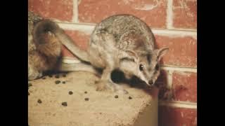 Nabarlek, Little Rock Wallaby (1965) | Monash University