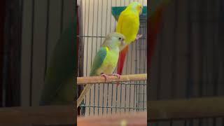 Rana pets academy #ranapets #rawalpindibirdsmarket #lovebirds #sundaybirdsmarketlahore