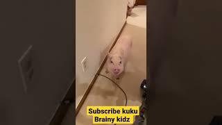 funny  Piggy| Subscribe kuku Brainy kidz for more videos