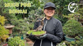 Reshaping and repotting a Mugo Pine Bonsai.