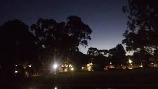 grey-headed flying fox (Pteropus poliocephalus) at LaTrobe Campus, Melbourne