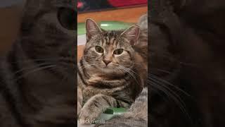 Hello Little Eva! #cats #cute #animals