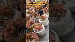봄다육 소인제금 계절입니다 #청주다육 #succulents #多肉植物